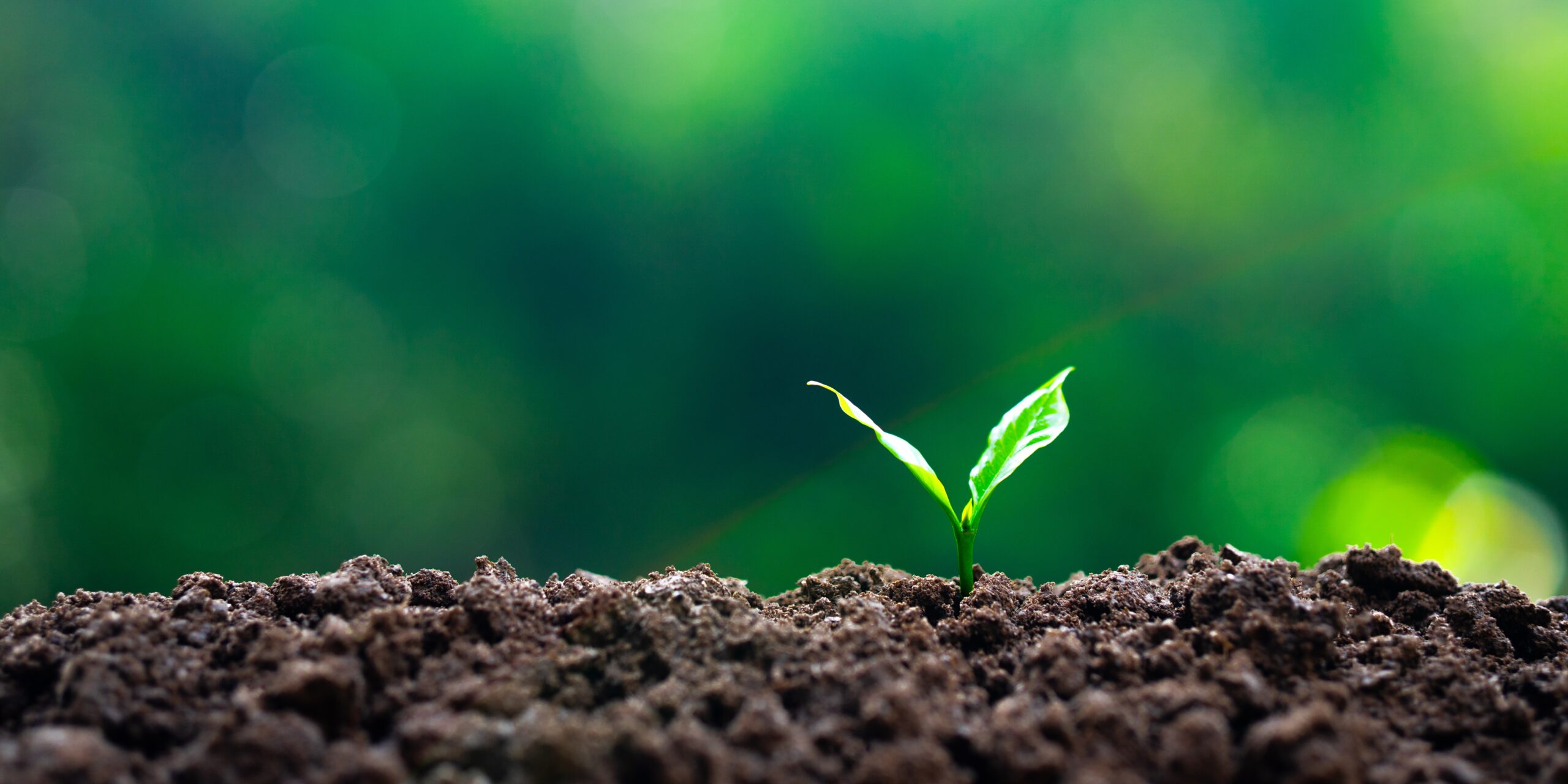 Imagem ilustração paraGrowing,Seedlings,And,Reforestation,For,The,Environment